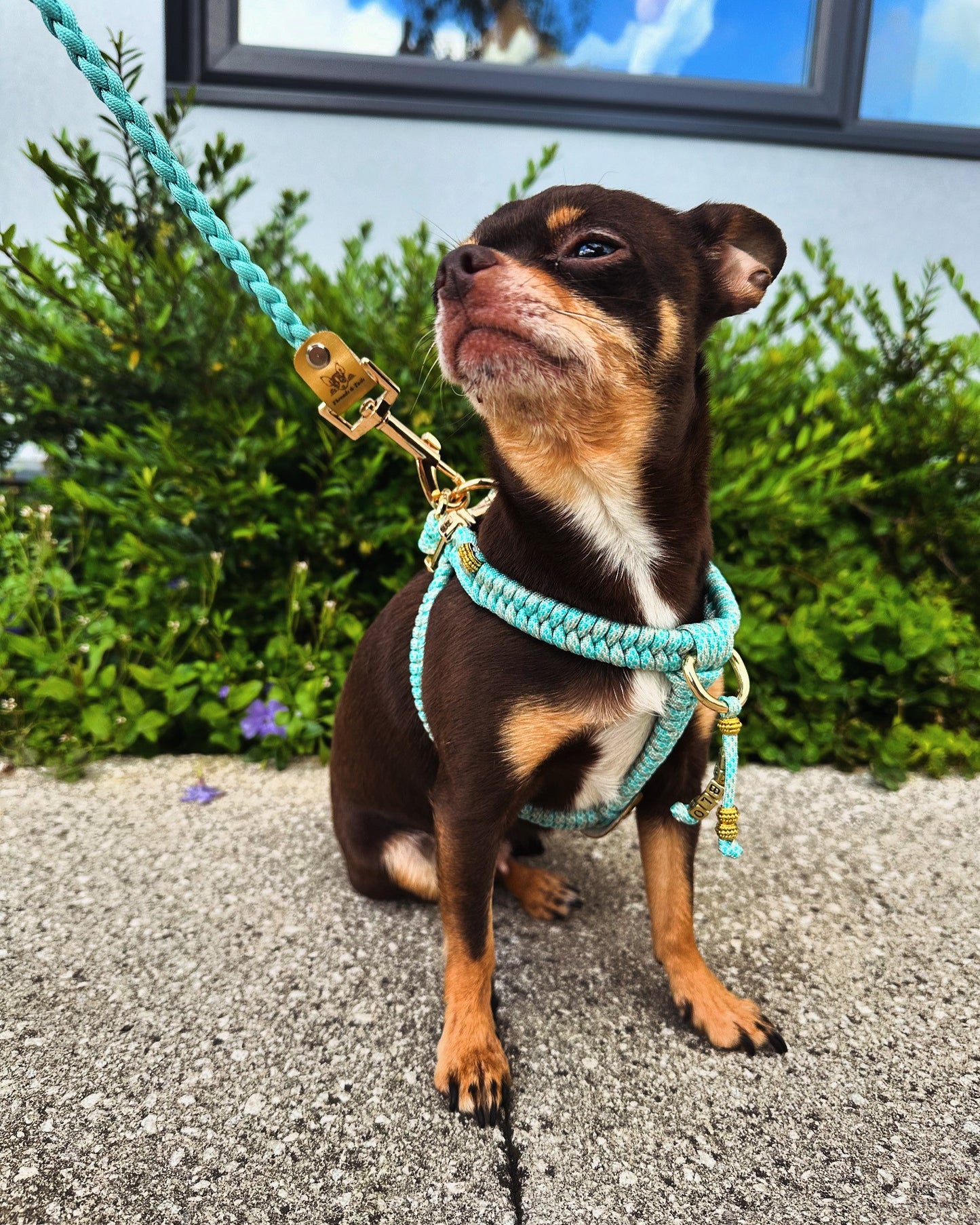 Handmade Fishtail Dog Harness