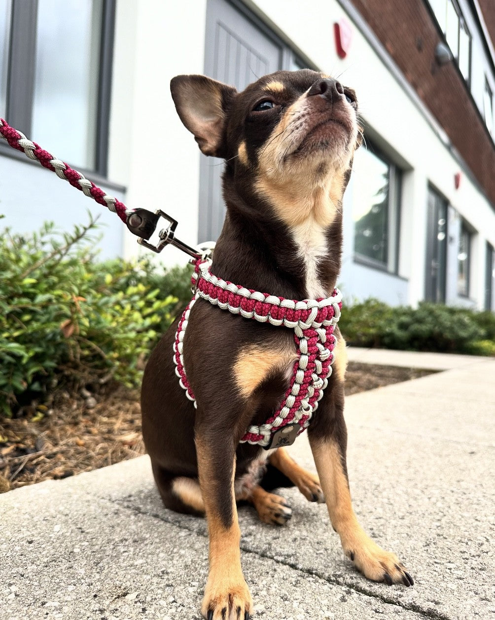 Handmade Cobra Dog Harness - 2 Colourway