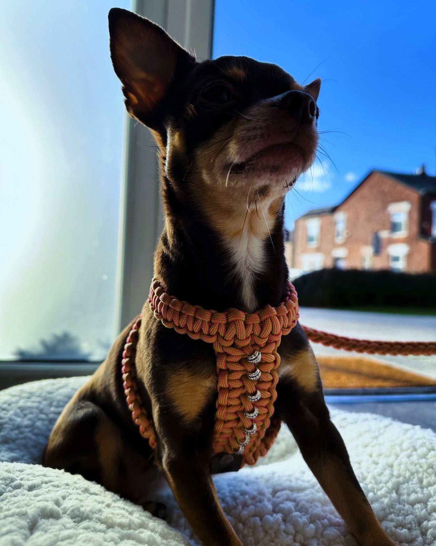 Handmade Cobra Dog Harness - 1 Colour