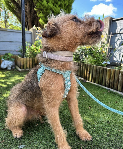 Handmade Cobra Dog Harness With Flowers - 1 Colour