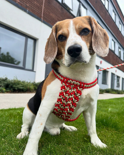 Handmade Cobra Dog Harness - 2 Colourway