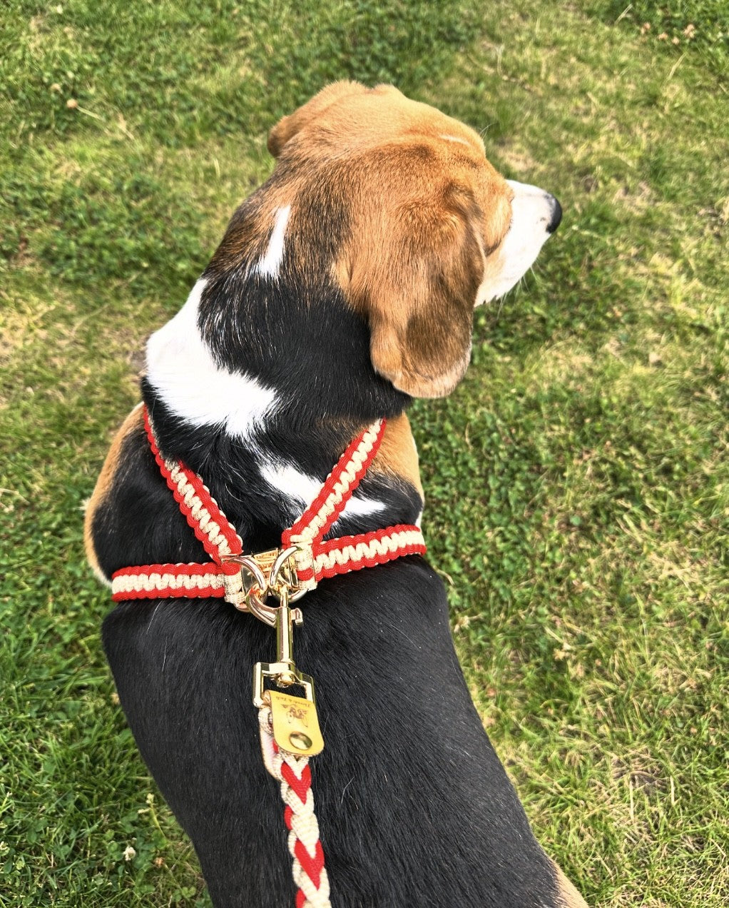 Handmade Cobra Dog Harness - 2 Colourway